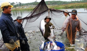 Vietnam Pangasius Association unites for development - ảnh 1